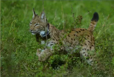 Luchs (© Stiftung NAtur und Umwelt RLP)