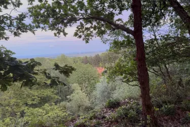 Eine ruhige Waldlandschaft mit dichten Bäumen und Grün. Im Hintergrund ist ein sanfter Hügel und der Himmel ist leicht bewölkt.