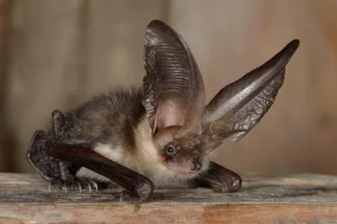 Eine ungewöhnliche Fledermaus mit großen, auffälligen Ohren sitzt auf einem Holzbrett. Ihr Körper ist braun und sie hat eine interessante Kopfstruktur.