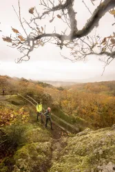 Wandern am Drosselfels (© Pfalz Touristik, Dominik Ketz)