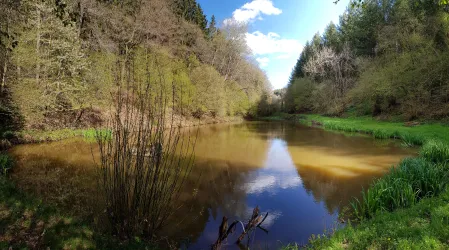 Großer Waldteich im Dietersbachtal