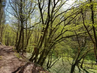 Weg zum Dietersberg entlang des Dietersbaches