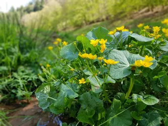 Blumen am Mutterbach