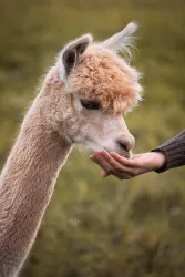 Fütterung Alpaka