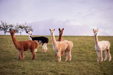 Alpakas auf der Weide