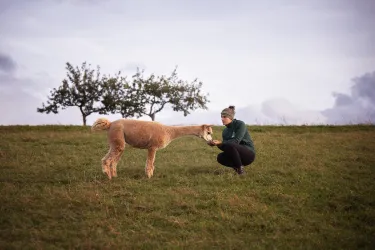 Fütterung Alpaka