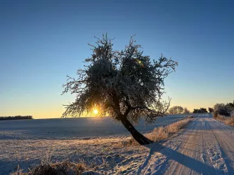 Alter Obstbaum