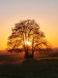 Ein großer Baum steht silhouettenhaft gegen einen Sonnenuntergang. Die warmen Farben des Himmels verleihen der Szene eine friedliche Atmosphäre.