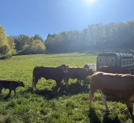 Eine Gruppe von Kühen auf einer grünen Wiese unter klarem Himmel. Im Hintergrund ist ein Tiertransporter zu sehen.