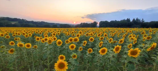 Sonnenblumenfeld beim Rastplatz