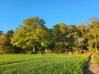 Eine grüne Wiese mit frischen Pflanzen und einem klaren blauen Himmel. Im Hintergrund sind große Bäume und ein Wald zu sehen.