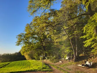 Ein malerischer Weg führt durch einen grünen Wald mit hohen Bäumen. Die Sonne strahlt am blauen Himmel und beleuchtet die Umgebung.