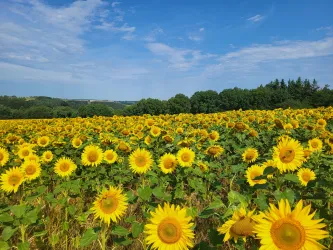 Sonnenblumenfelder auf dem Dietersberg