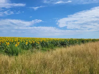 Nahe gelegene Felder