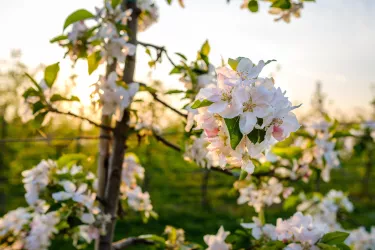Apfelblüte