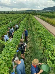 Eine Gruppe von Menschen arbeitet im Weinberg und pflückt Trauben. Die Reben sind grün und die Landschaft wirkt idyllisch im Hintergrund.