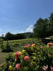 Rosen Picknickplatz Weingut Harald Schäffer