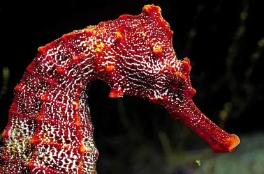 Ein Seepferdchen mit einer auffälligen roten Farbe und einzigartigen Mustern. Es schwimmt elegant im Wasser.