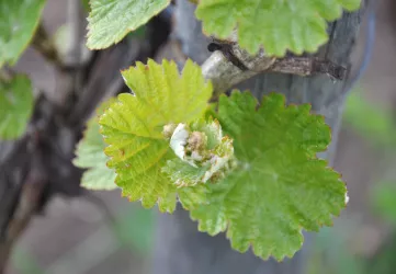 Weinbau Andreas Wenser 2