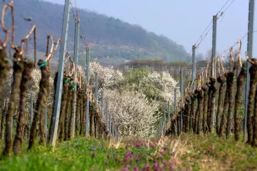 Weinbau Andreas Wenser 1