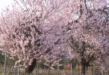 Pfälzer Mandelwochen 2