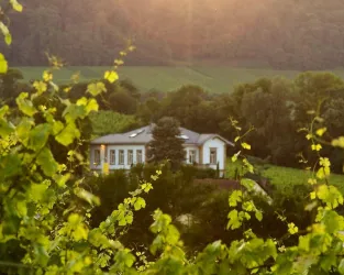 Das Bild zeigt ein malerisches Haus, umgeben von Weinreben und grünen Landschaften. Die warmen Lichtstrahlen der untergehenden Sonne verleihen der Szene eine idyllische Atmosphäre.