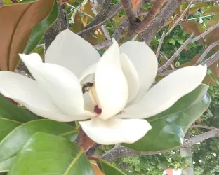 Eine wunderschöne weiße Magnolienblüte umgeben von grünen Blättern. Im Inneren der Blüte ist ein kleines Insekt zu sehen.