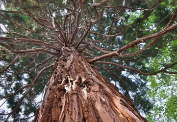 Ein großer Baum mit einer beeindruckenden Baumkrone und vielen Ästen. Man sieht die raue Rinde und das dichte Blattwerk darüber.
