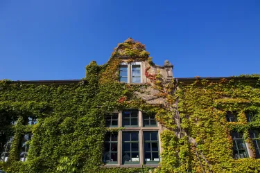 Ein altes Gebäude mit Fenstern, das von grünem Efeu umgeben ist. Der klare blaue Himmel verleiht der Szene eine freundliche Atmosphäre.