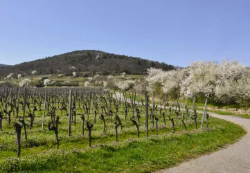 Eine malerische Weinlandschaft mit blühenden Obstbäumen und einem sanften Hügel im Hintergrund. Der Weg schlängelt sich durch die Weinreben in frischem, grünem Gras.