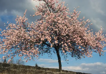 Ein blühender Baum mit rosa Blüten steht vor einem klaren Himmel. Die Atmosphäre ist frisch und einladend.