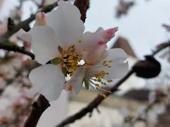 Mandelblüte 1