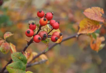 Eine Gruppe roter Beeren an einem Zweig mit bunten, herbstlichen Blättern. Die Farben verleihen der Szene eine warme, einladende Atmosphäre.