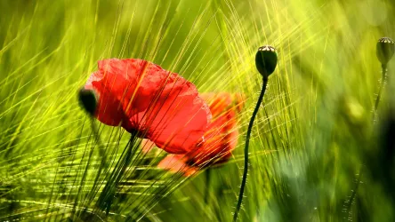 Ein rotes Mohnblumenfeld, umgeben von grünem Gras. Die Sonnenstrahlen scheinen sanft durch die Pflanzen.