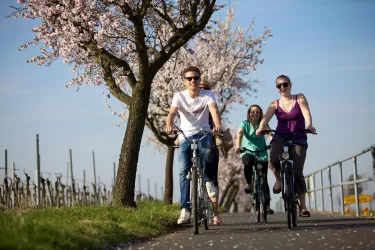 Fahrradvermietung Deidesheim 2