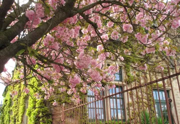 Ein blühender Kirschbaum mit rosa Blüten. Im Hintergrund ist eine Mauer und ein Gebäude sichtbar.