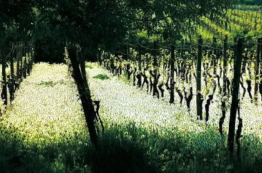Weingut Mathias Hery 1