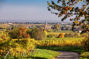 Eine malerische Landschaft mit Weinbergen und bunten Bäumen. Im Hintergrund ist eine kleine Kirche und ein klarer Himmel zu sehen.
