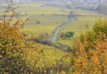 Eine malerische Landschaft mit Weinbergen in herbstlichen Farben. Ein geschwungener Weg führt durch die sanften Hügel.