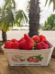 Erdbeeren, Spargelhof Gleich, Weingarten (© Laura Götz)
