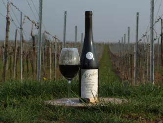 Rotwein