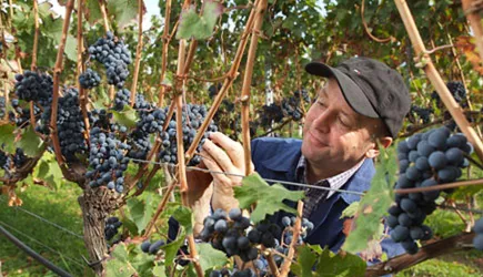 Weinberge (© Weingut Koob)