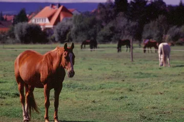 Erpolzheim - LSG Bruch (© Urlaubsregion Freinsheim)