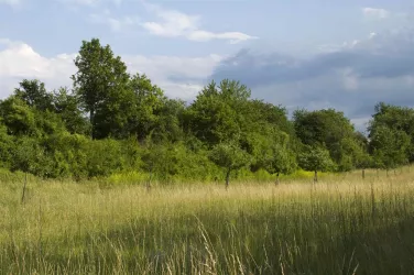 Streuobstwiese in Büchelberg (© Stadt Wörth)