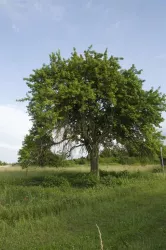 Großer Baum auf der Streuobstwiese (© Stadt Wörth)