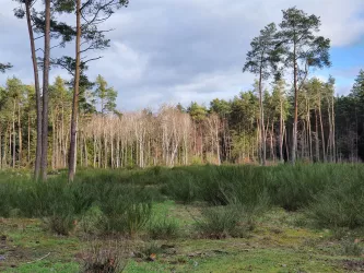 Westwallweg ab Schaidt