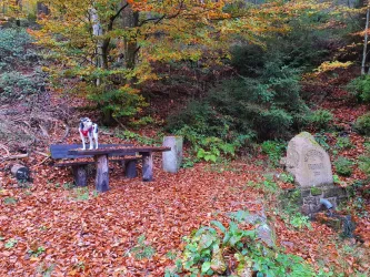 Ein Hund steht auf einer Holzbank im Wald, umgeben von buntem Herbstlaub. Neben der Bank befindet sich ein Steindenkmal.