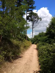 Schöner Spazierweg  Nähe der Weinstraße