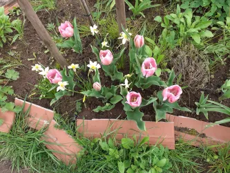 Ein blühender Garten mit pinken Tulpen und weißen Narzissen. Das Grün der Pflanzen und das dunkle Erdreich schaffen eine schöne, natürliche Umgebung.