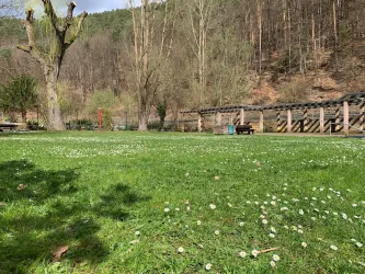 Ein ruhiger Park mit grünem Gras und kleinen Blumen. Im Hintergrund sind Bäume und eine Holzkonstruktion zu sehen. Hier ist die Liegewiese der Freizeitanlage in Elmstein zu sehen.
